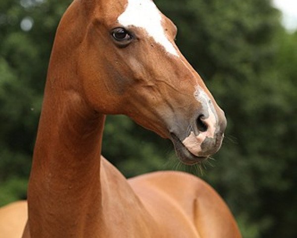 broodmare Dorkeik (Akhal-Teke, 2000, from Kortik)