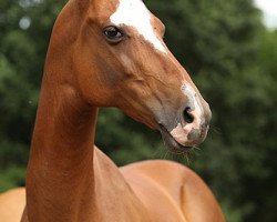 broodmare Dorkeik (Akhal-Teke, 2000, from Kortik)