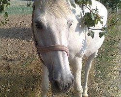 broodmare Leila (Saxony-Anhaltiner, 2000, from Kordatus)