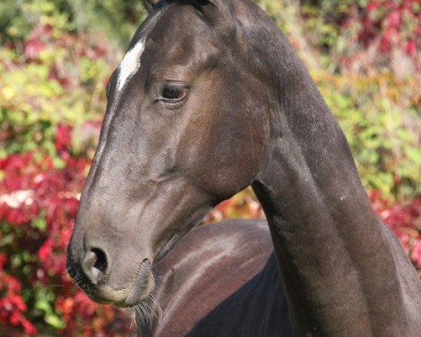 horse Dok Ada (Akhal-Teke, 2011, from Damask)