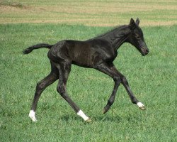 horse Djik-Djiki (Akhal-Teke, 2012, from Samurai)