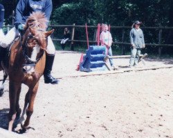 broodmare Silver Lady (German Riding Pony, 1994, from Silverado)