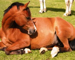 broodmare Elouise 5 (German Riding Pony, 2006, from Eldorrado)