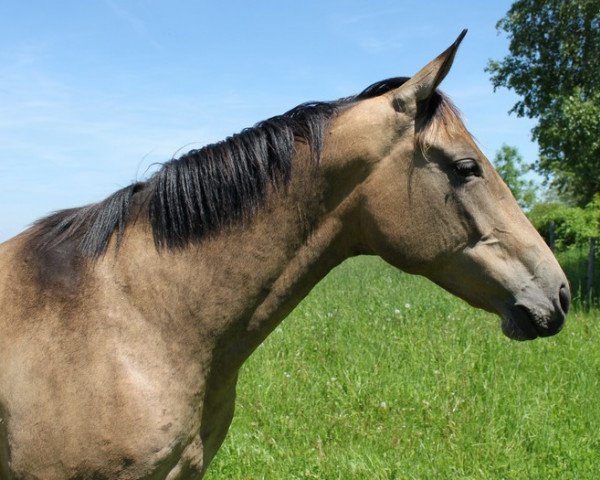 Pferd Djeren-Djan (Achal Tekkiner, 2008, von Mingam)