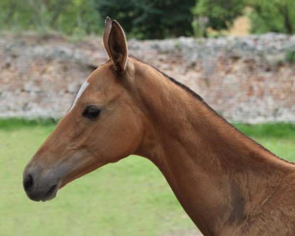 Pferd Dilewar (Achal Tekkiner, 2012, von Damask)