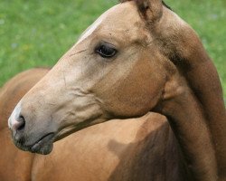 horse Dilemek (Akhal-Teke, 2010, from Damask)