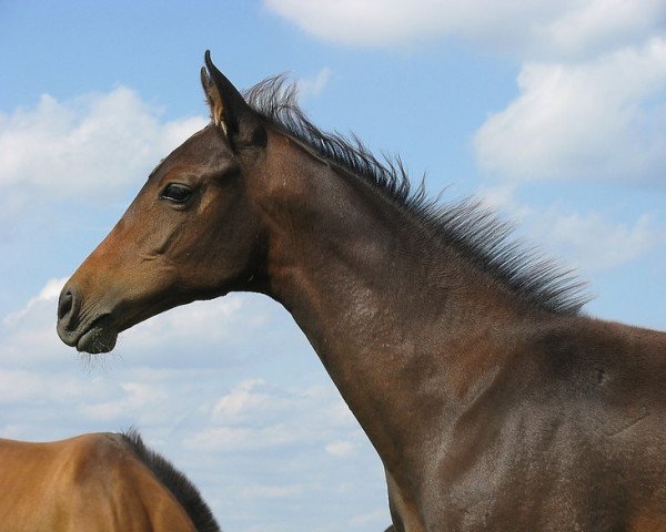 Pferd Dijanitra (Achal Tekkiner, 2011, von Germes)