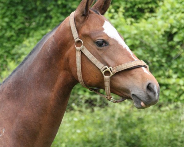 horse Derya (Akhal-Teke, 2009, from Damask)