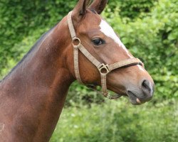 horse Derya (Akhal-Teke, 2009, from Damask)