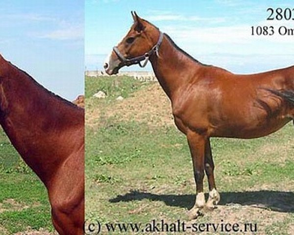 broodmare Marsia (Akhal-Teke, 1989, from Omar)