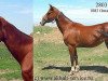 broodmare Marsia (Akhal-Teke, 1989, from Omar)