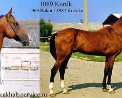 stallion Kortik (Akhal-Teke, 1985, from Rokot)