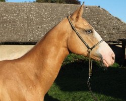 horse Derkar (Akhal-Teke, 2012, from Dahylly)