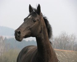 broodmare Davenda (Akhal-Teke, 1996, from Ekemen)