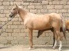 broodmare Oinam (Akhal-Teke,  , from Dagestan)