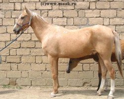 broodmare Oinam (Akhal-Teke,  , from Dagestan)