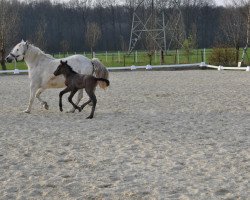 dressage horse Cassiopeia d'Issel (Camargue-Pferd, 2012, from Jauvas)