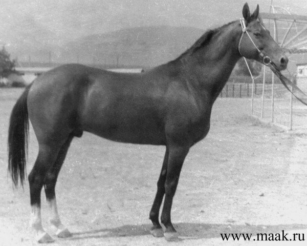 stallion Gerden (Akhal-Teke, 1975, from Kaplan)