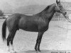 stallion Gerden (Akhal-Teke, 1975, from Kaplan)