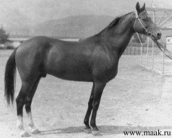 stallion Gerden (Akhal-Teke, 1975, from Kaplan)