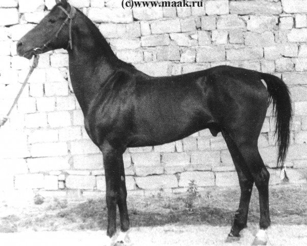 stallion Gumdag (Akhal-Teke, 1984, from Gerden)