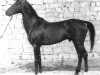 stallion Gumdag (Akhal-Teke, 1984, from Gerden)