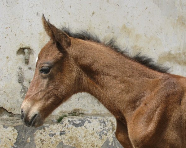 horse Damkianna (Akhal-Teke, 2013, from Ghadir)