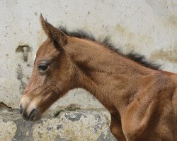 horse Damkianna (Akhal-Teke, 2013, from Ghadir)