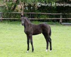 broodmare Cora 659 (Westphalian, 2013, from Cornado NRW)