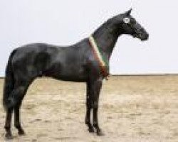 broodmare Ritti (KWPN (Royal Dutch Sporthorse), 1998, from Goodtimes)