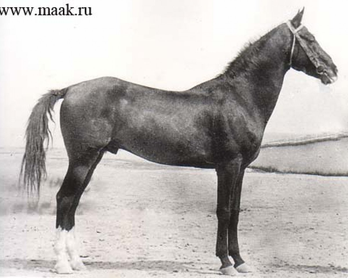 stallion Spesivii (Akhal-Teke, 1951, from Skak)
