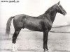 stallion Spesivii (Akhal-Teke, 1951, from Skak)