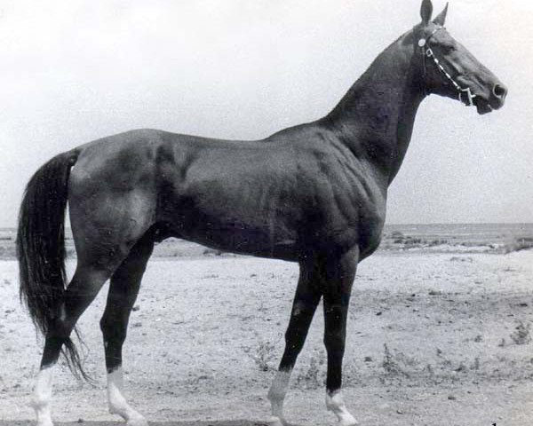 stallion Dornazarbek (Akhal-Teke, 1974, from Yulduz)