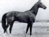 stallion Dornazarbek (Akhal-Teke, 1974, from Yulduz)