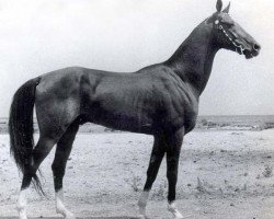 Deckhengst Dornazarbek (Achal Tekkiner, 1974, von Yulduz)