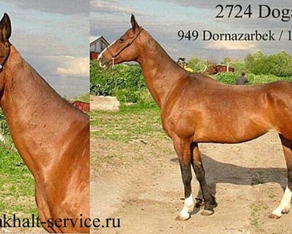 broodmare Dogadka (Akhal-Teke, 1987, from Dornazarbek)