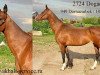 broodmare Dogadka (Akhal-Teke, 1987, from Dornazarbek)