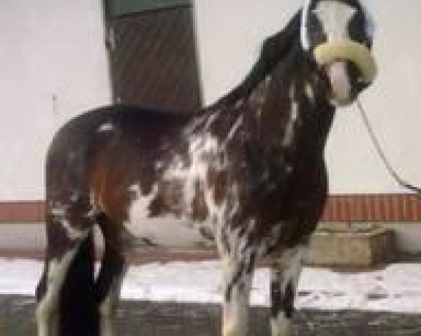 dressage horse Fürst Farbenfroh 2 (Bavarian, 2006, from Fürst Grandios)