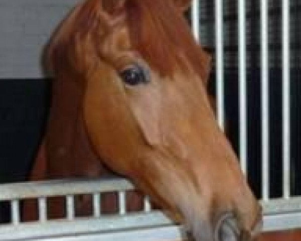 dressage horse Folana (KWPN (Royal Dutch Sporthorse), 2010, from Vivaldi)