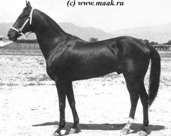 stallion Gindukush (Akhal-Teke, 1968, from Almaz)