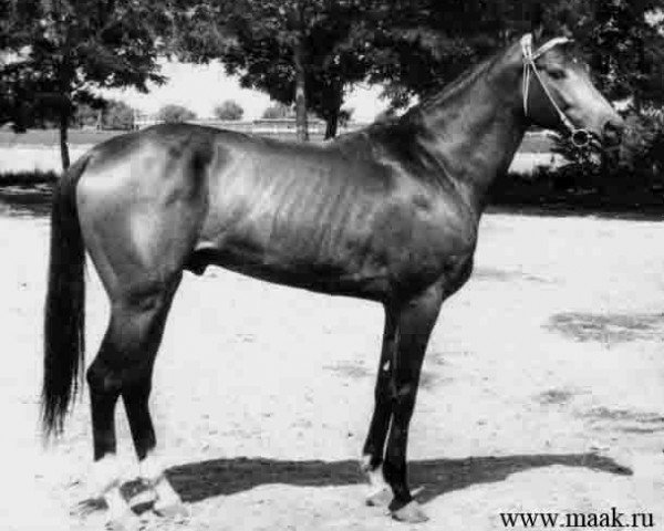 stallion Kemal (Akhal-Teke,  , from Gindukush)