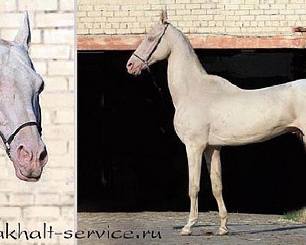 stallion Ekemen (Akhal-Teke, 1991, from Kemal)