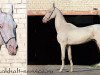 stallion Ekemen (Akhal-Teke, 1991, from Kemal)