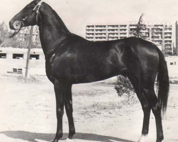 stallion Ametist (Akhal-Teke, 1966, from Absent)