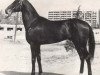 stallion Ametist (Akhal-Teke, 1966, from Absent)