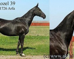 broodmare Akgozel 39 (Akhal-Teke, 1989, from Kerzi)