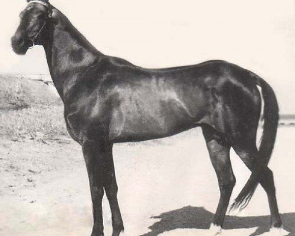 stallion Mukhtar (Akhal-Teke, 1976, from Ametist)
