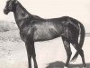 stallion Mukhtar (Akhal-Teke, 1976, from Ametist)