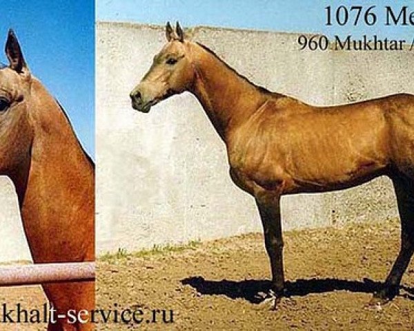 stallion Melekush (Akhal-Teke, 1985, from Mukhtar)