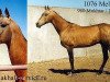 stallion Melekush (Akhal-Teke, 1985, from Mukhtar)